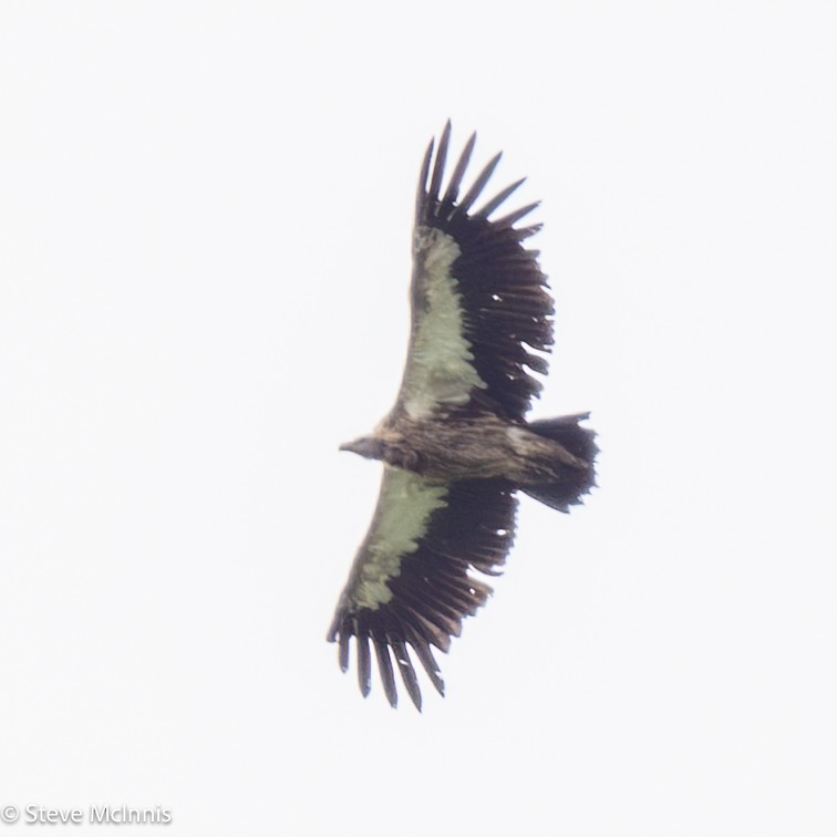 Himalayan Griffon - ML639421633