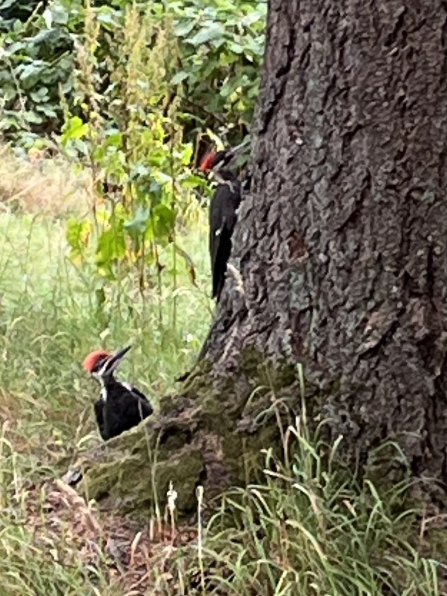 Pileated Woodpecker - ML639421669