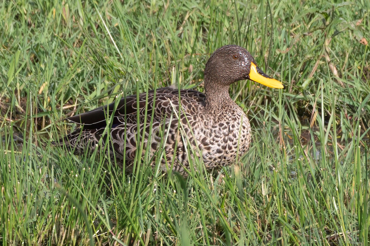 Yellow-billed Duck - ML639421770