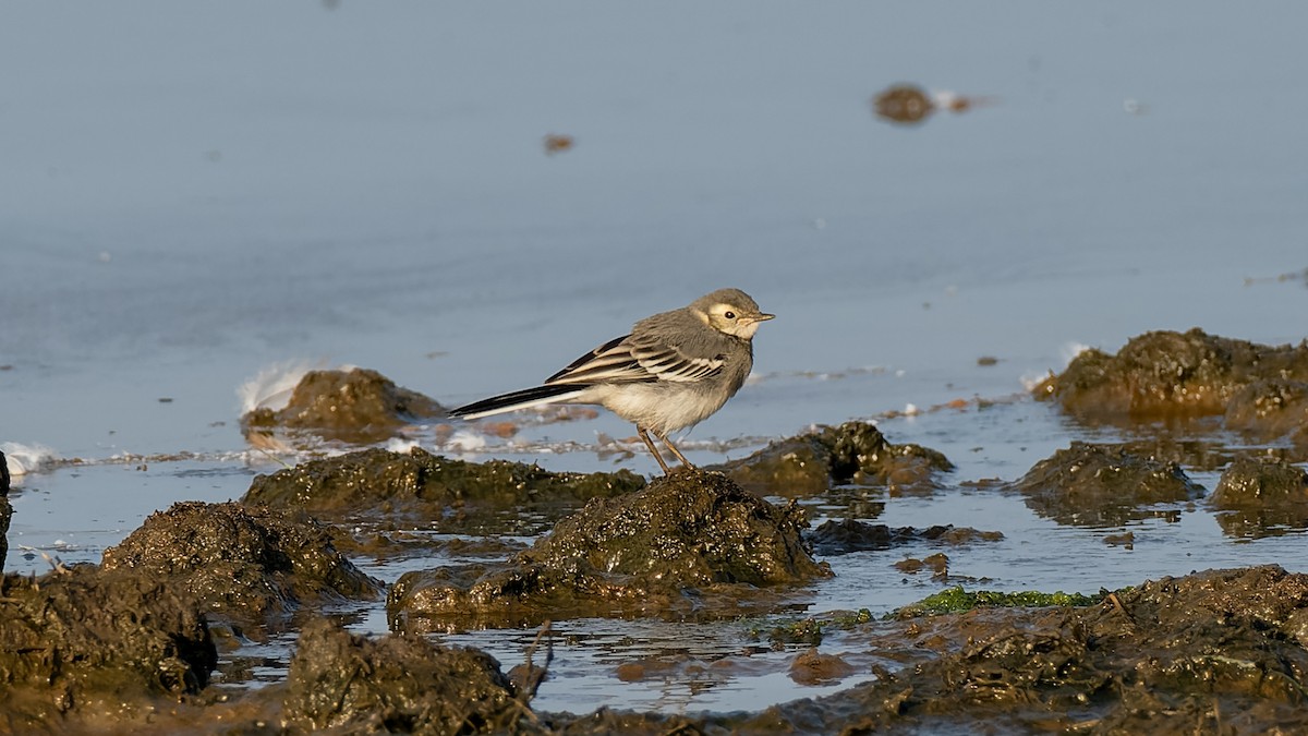 White Wagtail (British) - ML639421875