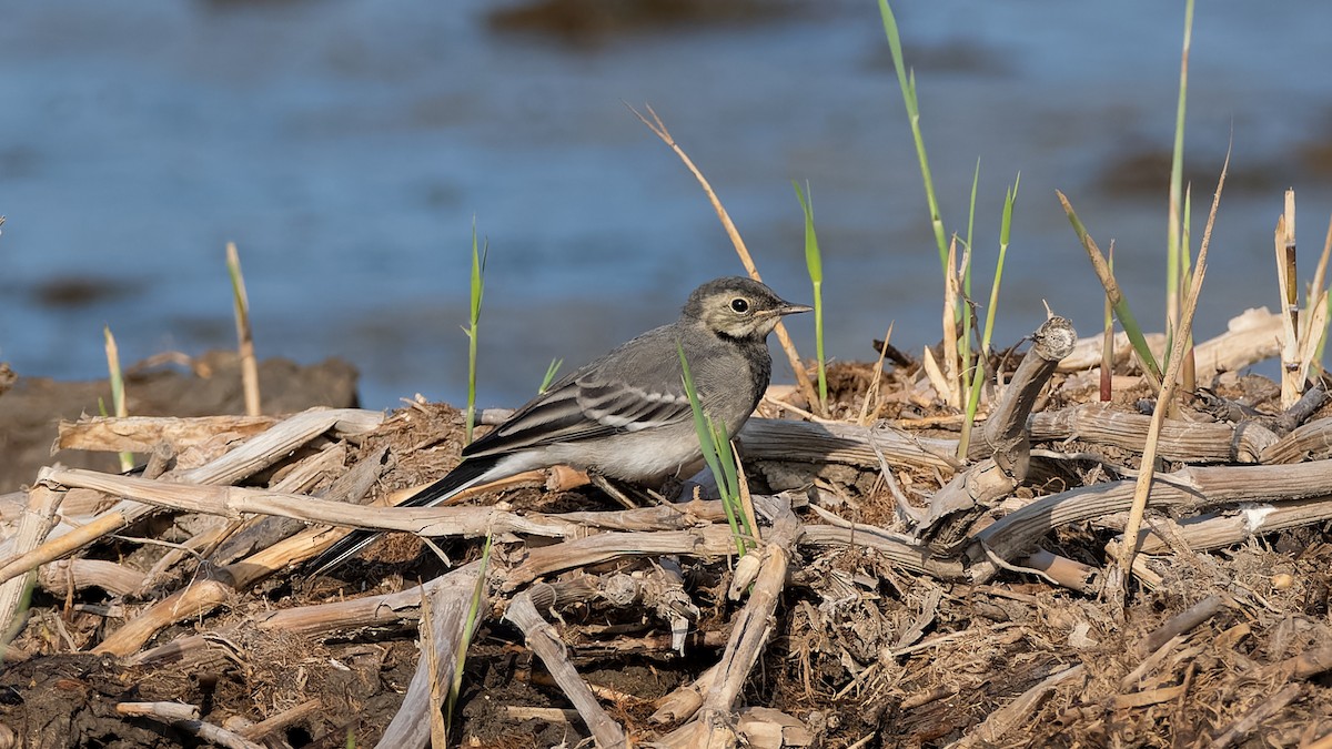 White Wagtail (British) - ML639421881