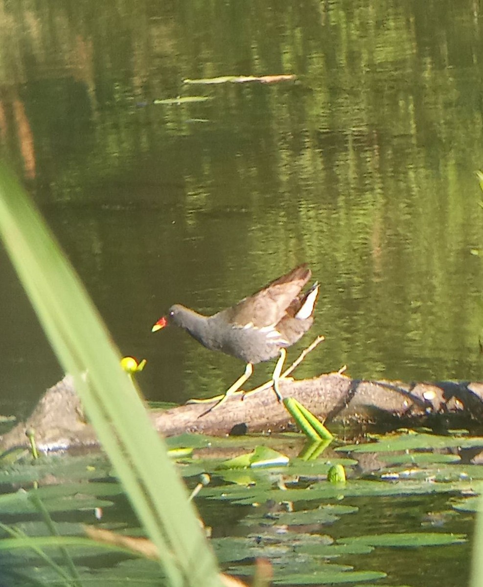Eurasian Moorhen - ML639421884