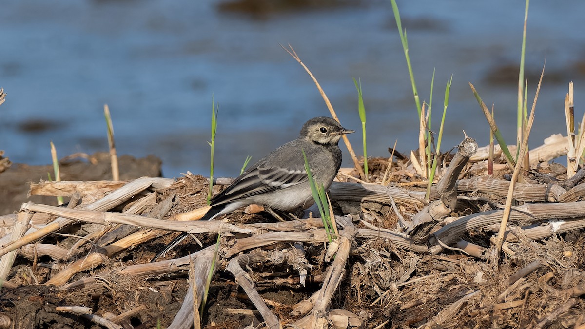 White Wagtail (British) - ML639421888