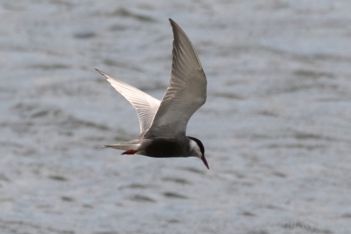 Whiskered Tern - ML639421918