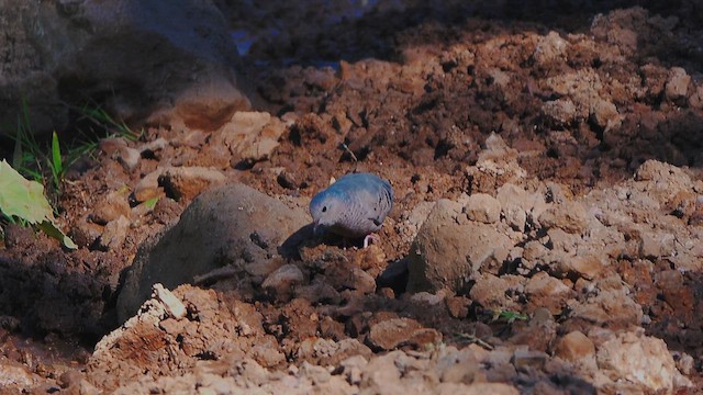 Common Ground Dove - ML639421949