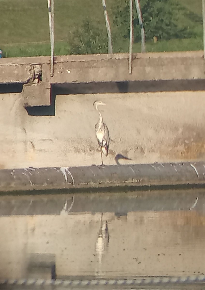 Gray Heron - ML639421956