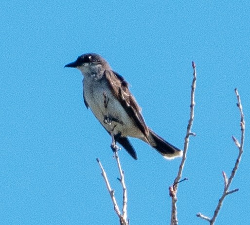 Eastern Kingbird - ML639421962