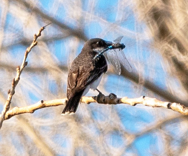 Eastern Kingbird - ML639421978