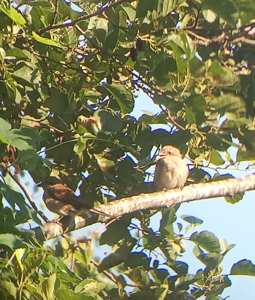 Red-backed Shrike - ML639421992