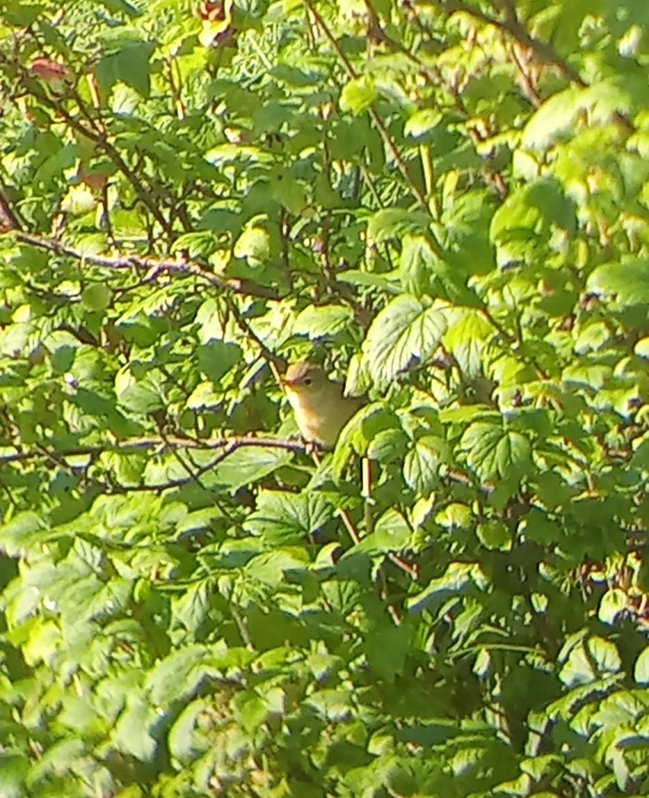 Icterine Warbler - ML639422060