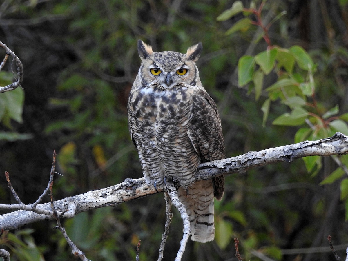 Great Horned Owl - Mary Rumple