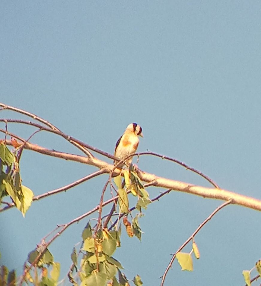 European Goldfinch - ML639422153