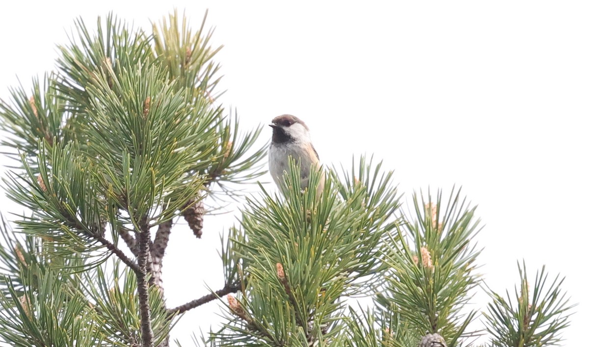 Gray-headed Chickadee - ML639422200