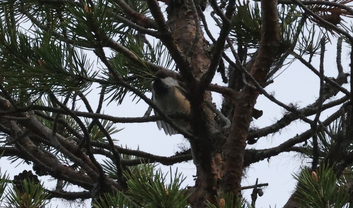 Gray-headed Chickadee - ML639422201