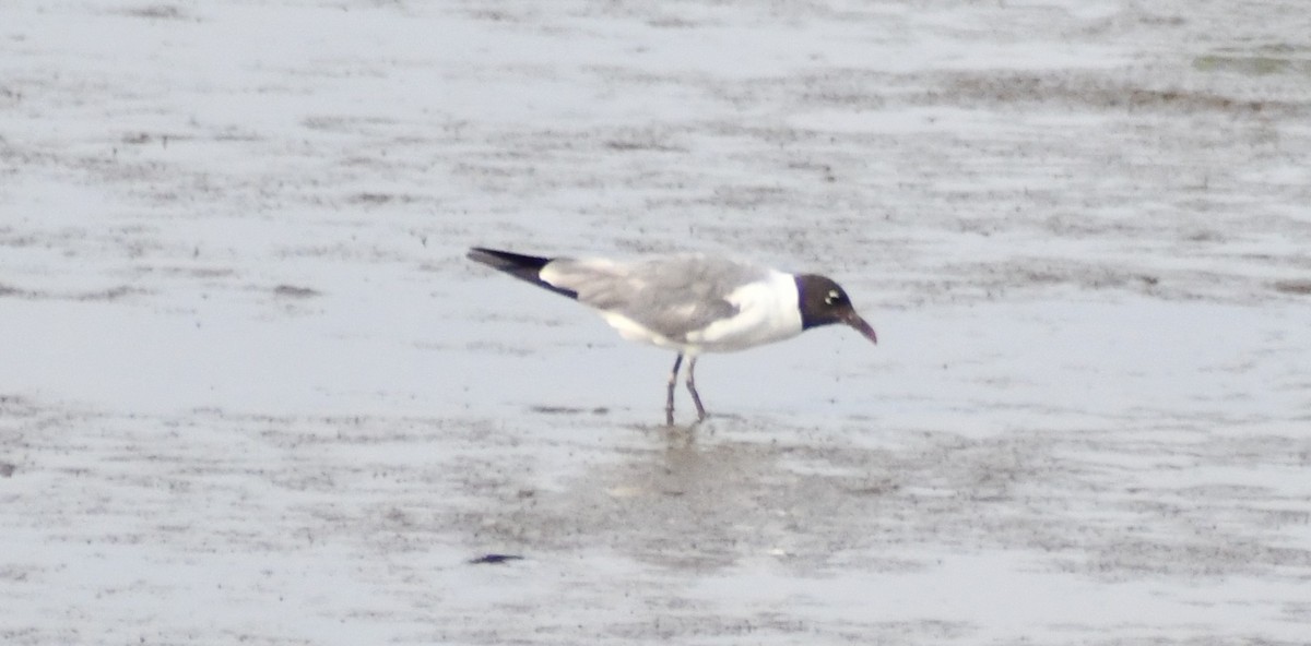 Laughing Gull - ML639422220
