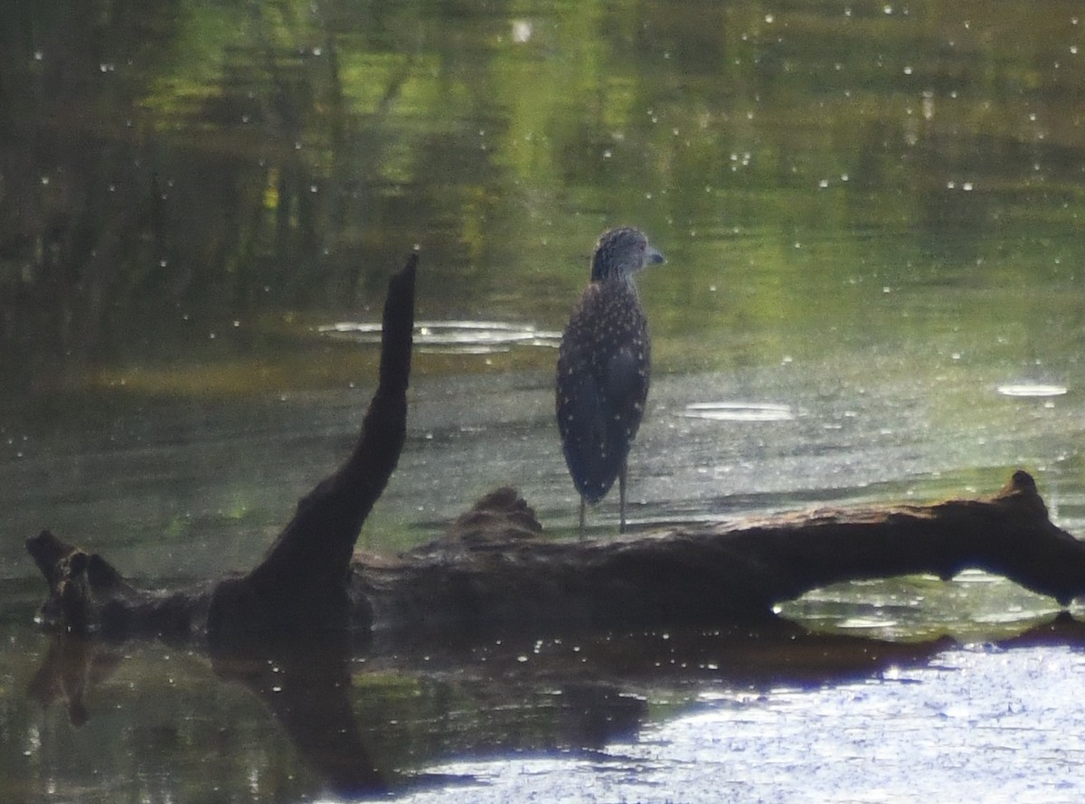 Yellow-crowned Night Heron - ML639422235