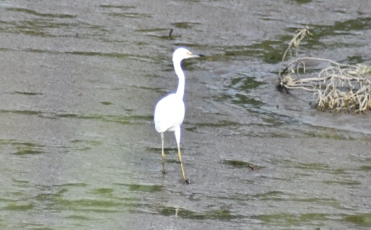 Snowy Egret - ML639422247