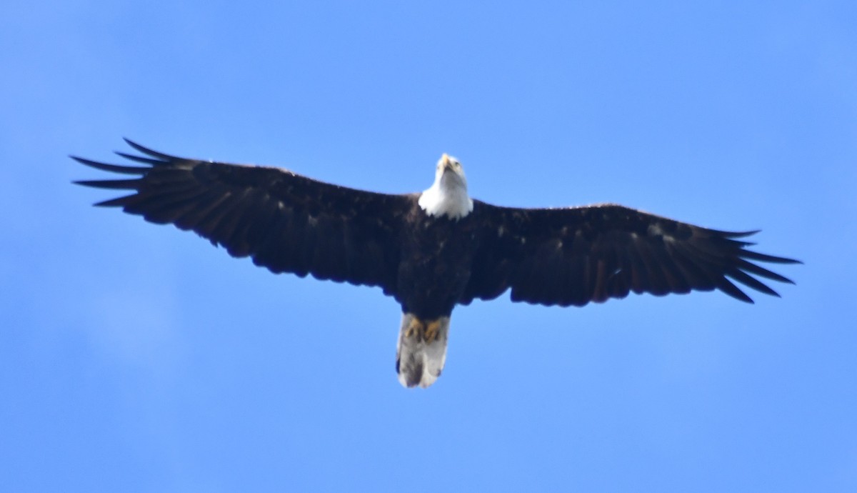 Bald Eagle - ML639422255