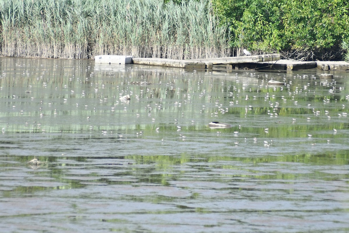 Least Sandpiper - ML639422276
