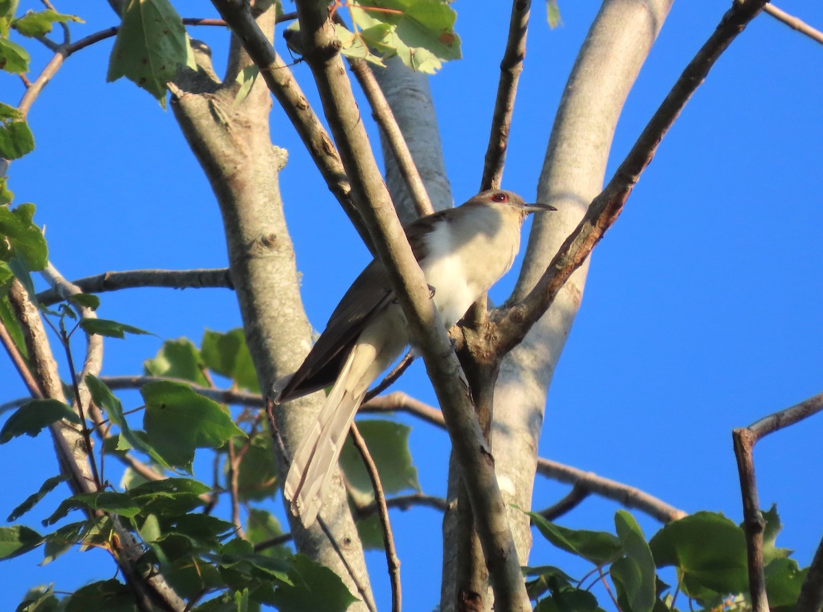 Schwarzschnabelkuckuck - ML639422289