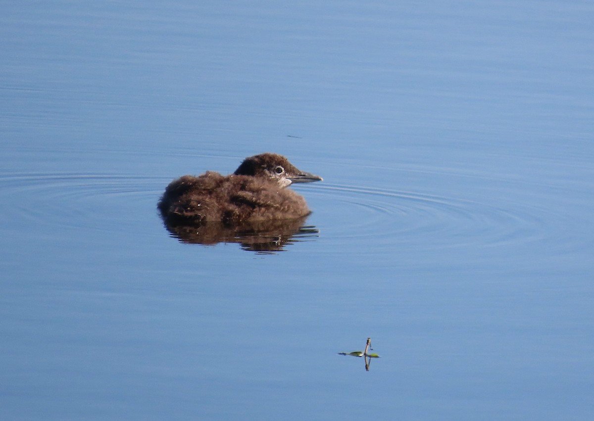 Eistaucher - ML639422311