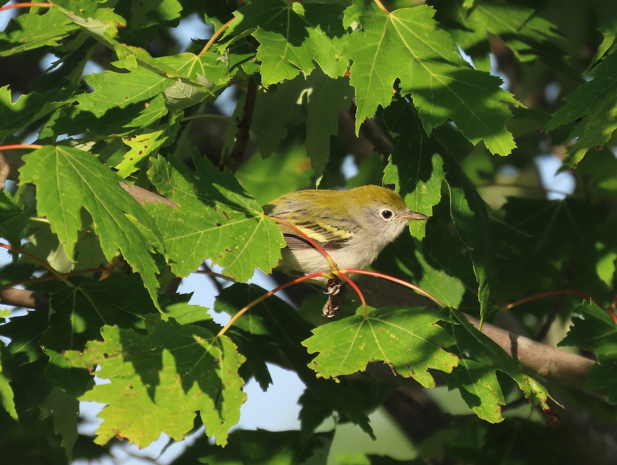 Gelbscheitel-Waldsänger - ML639422342