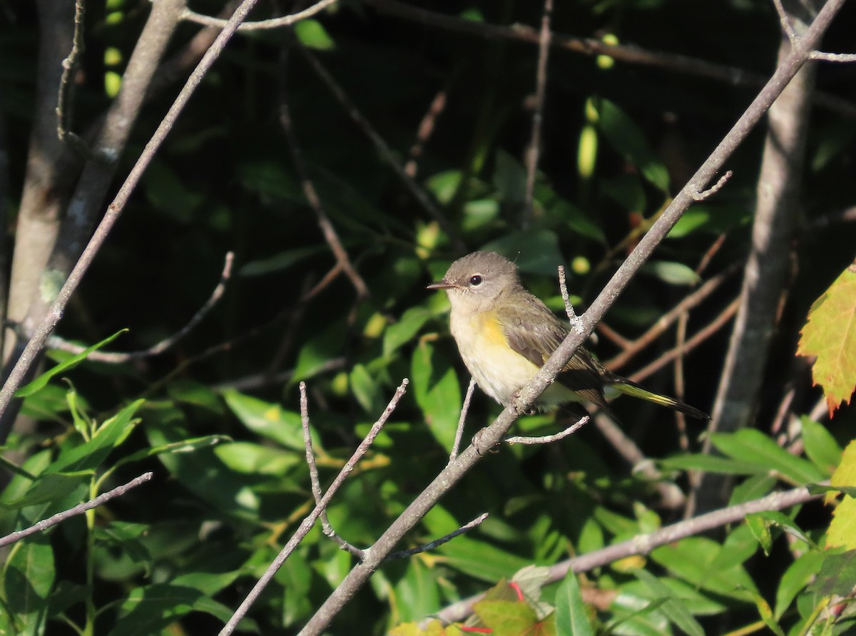 Rotschwanz-Waldsänger - ML639422363