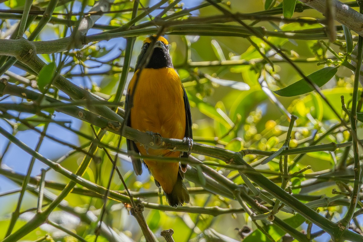 Orange-crowned Euphonia - ML639422378