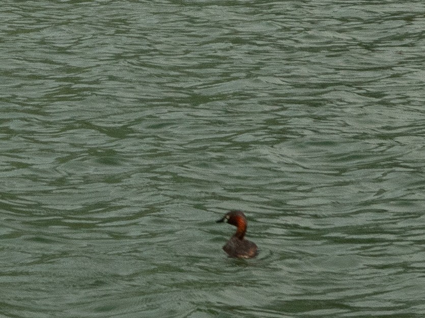 Little Grebe (Little) - ML639422382