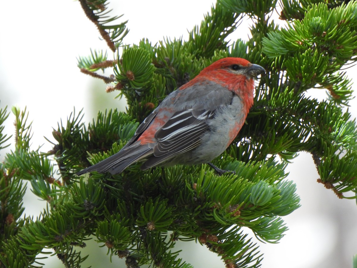 Pine Grosbeak - ML639422406