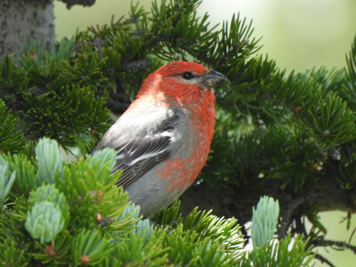 Pine Grosbeak - ML639422407