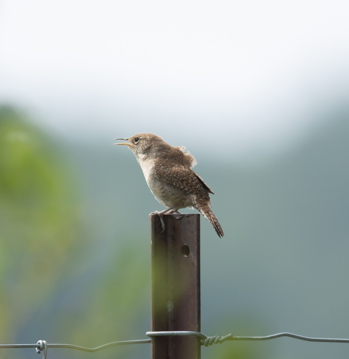Northern House Wren - ML639422494