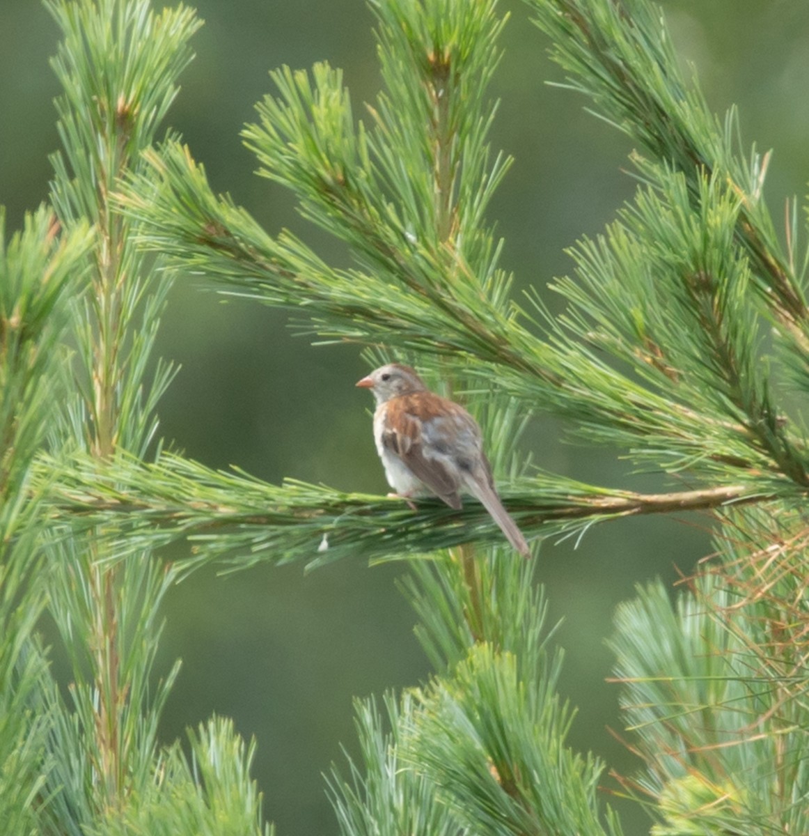 Field Sparrow - ML639422500