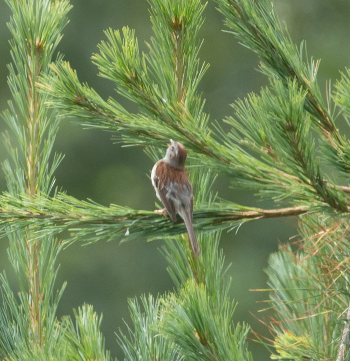 Field Sparrow - ML639422501