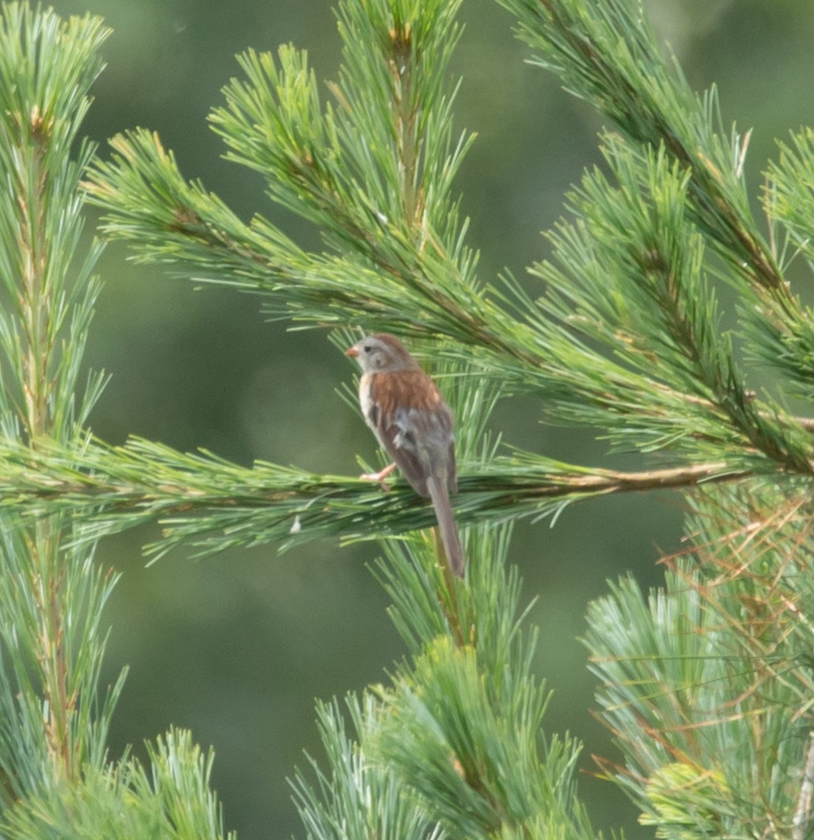 Field Sparrow - ML639422502
