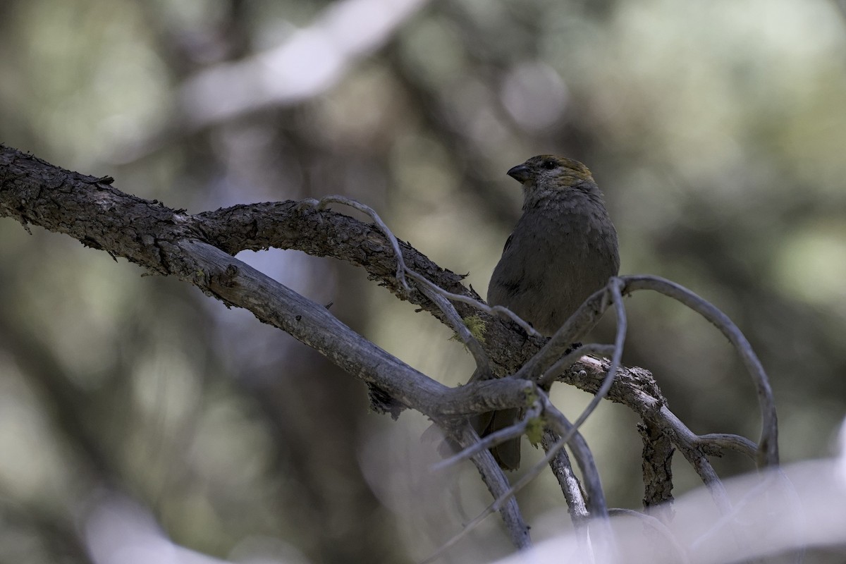 Pine Grosbeak - ML639422591