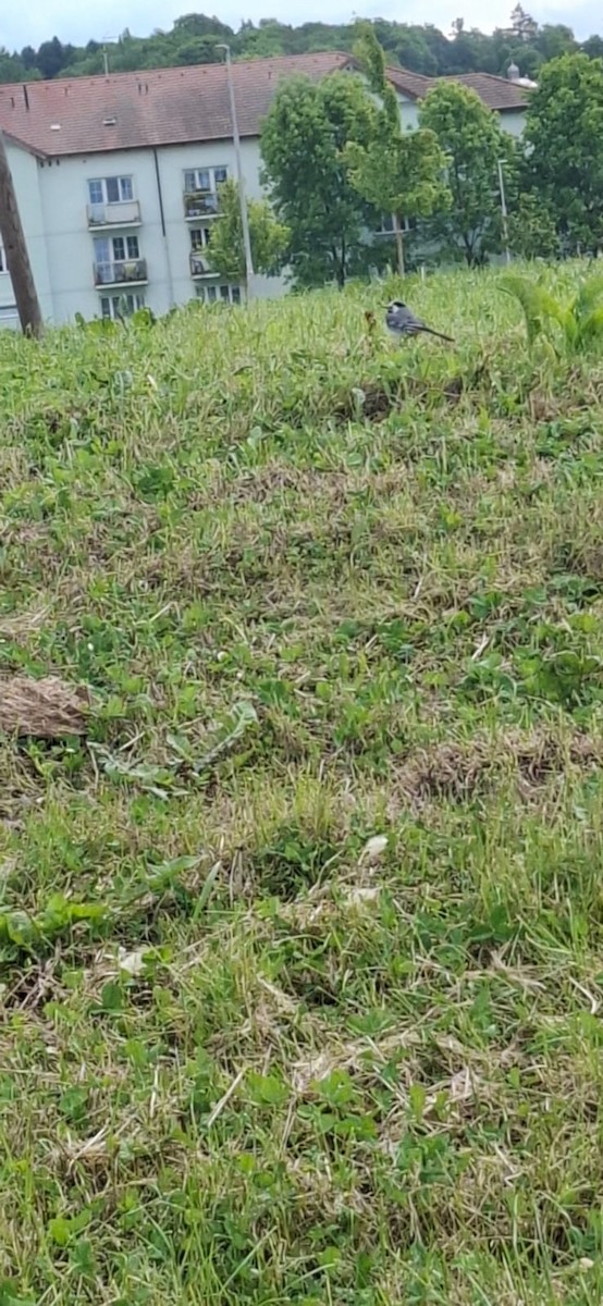 White Wagtail - ML639422596