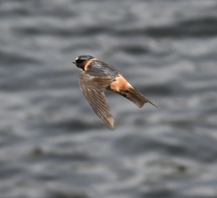 Cliff Swallow - ML639422612