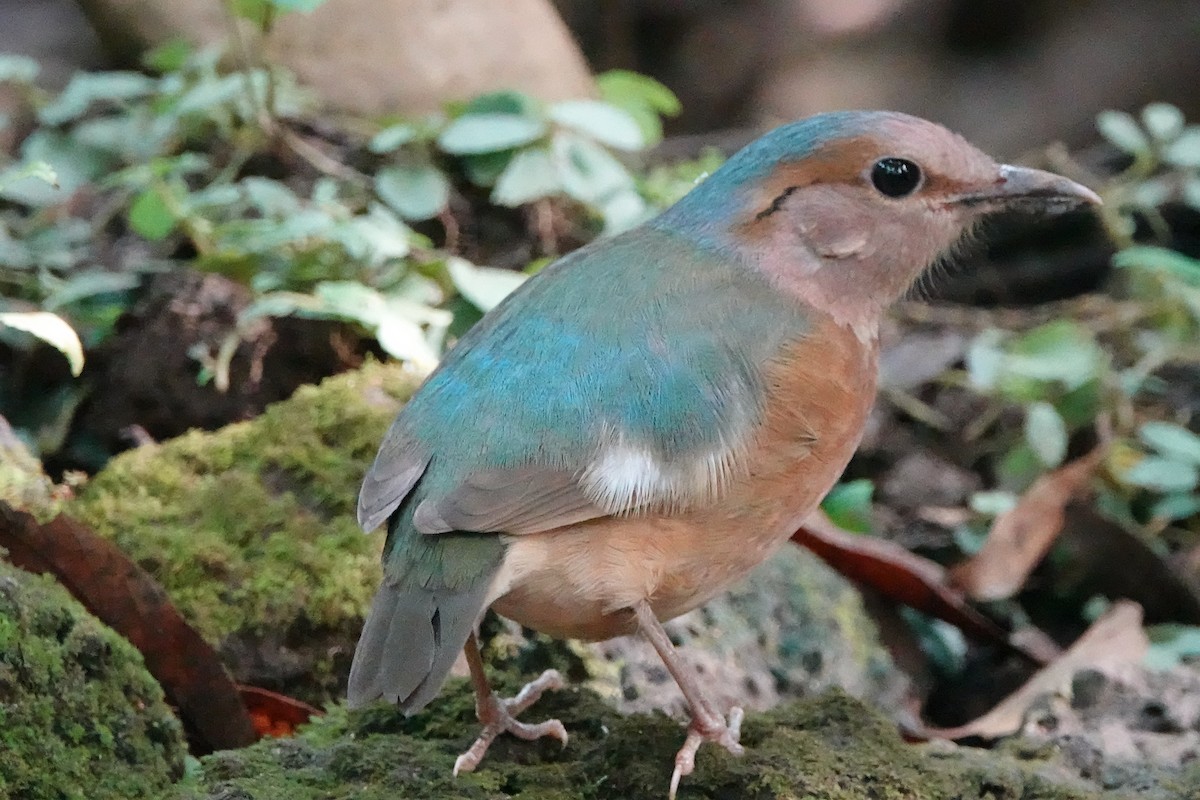 コシアオヤイロチョウ - ML639422642