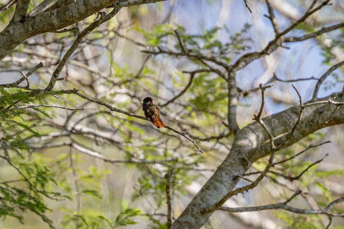 Ruby-topaz Hummingbird - ML639422643
