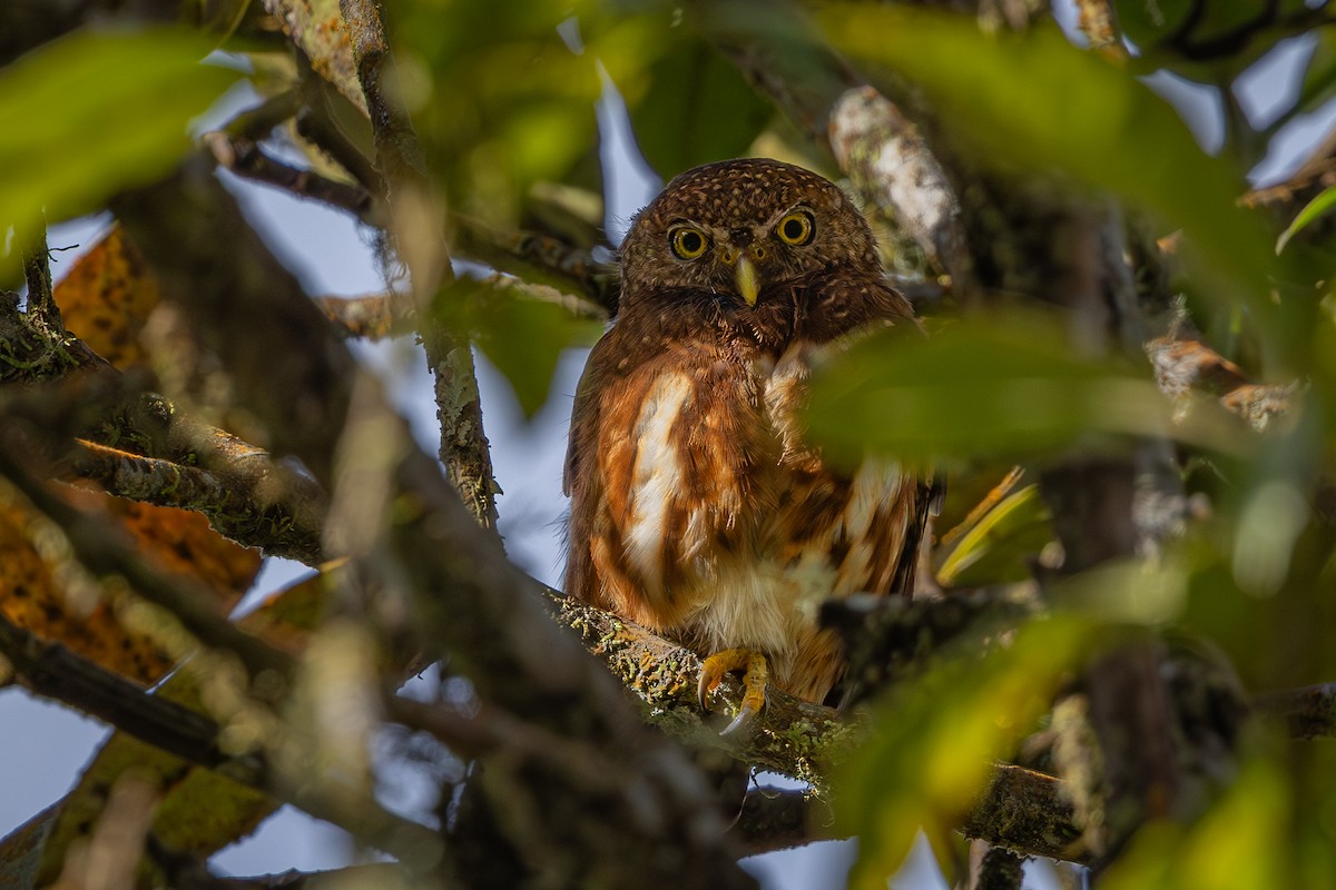 Cloud-forest Pygmy-Owl - ML639422727