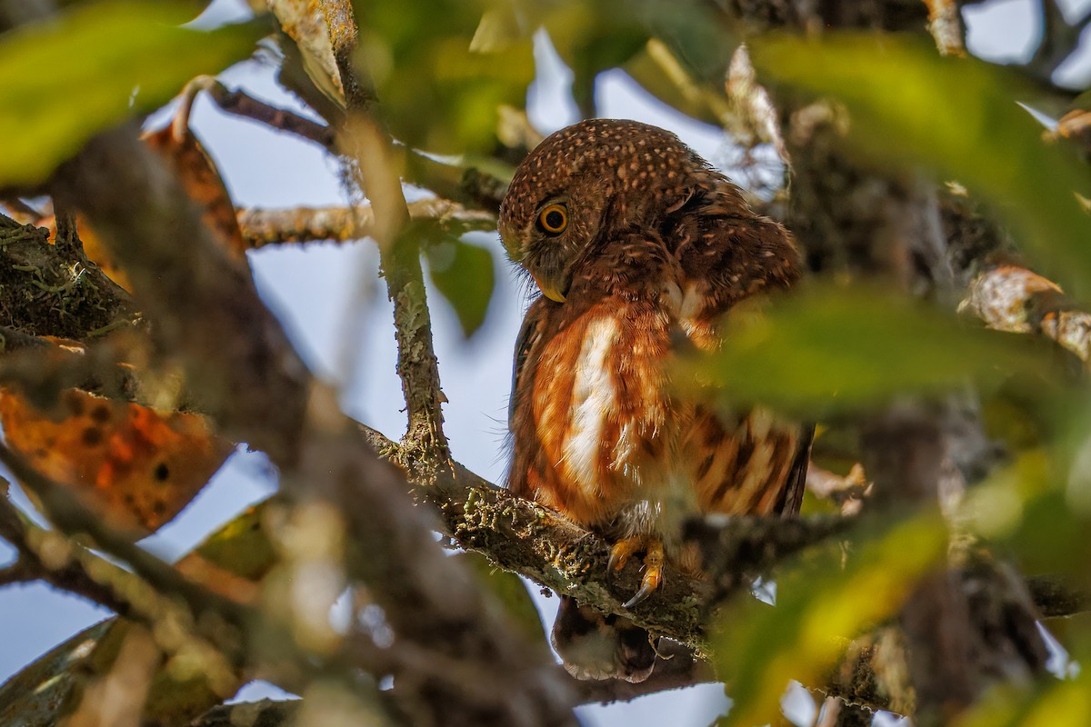 Cloud-forest Pygmy-Owl - ML639422728