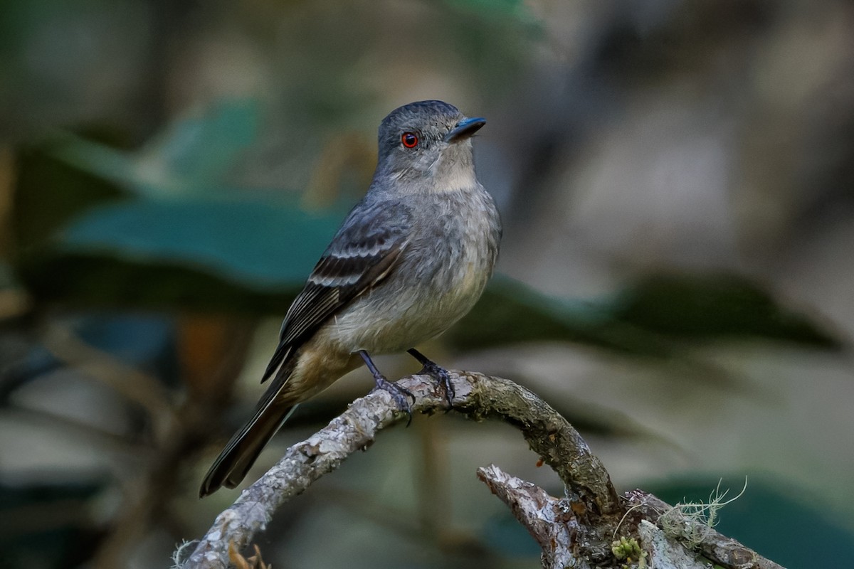 Rufous-tailed Tyrant - ML639422744
