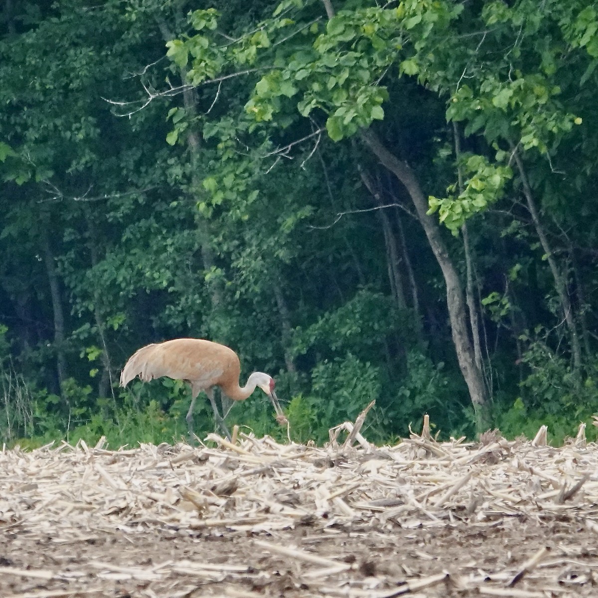 Sandhill Crane - ML639422918