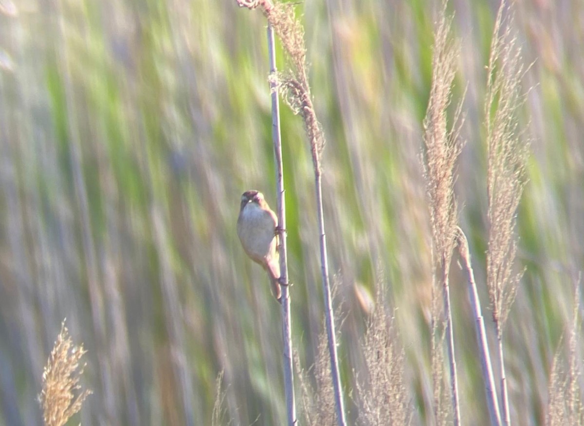Moustached Warbler - ML639422941