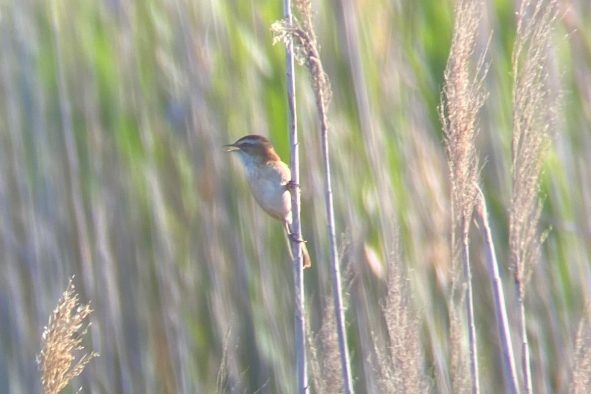 Moustached Warbler - ML639422942