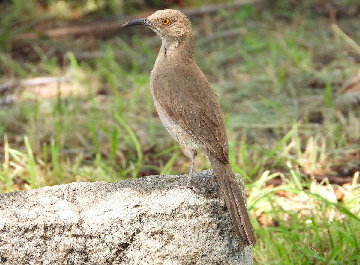 Curve-billed Thrasher - ML639422960