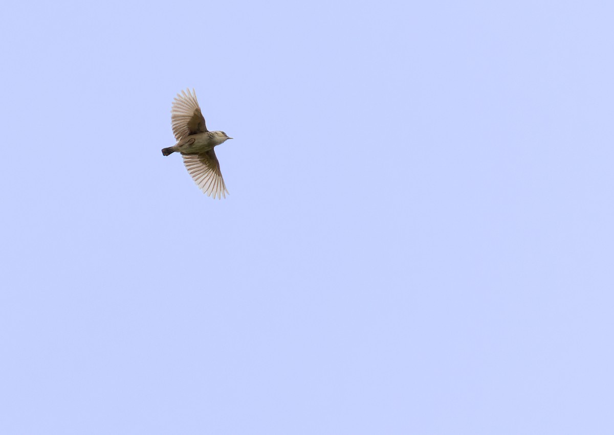 Cloud Cisticola - ML639422971