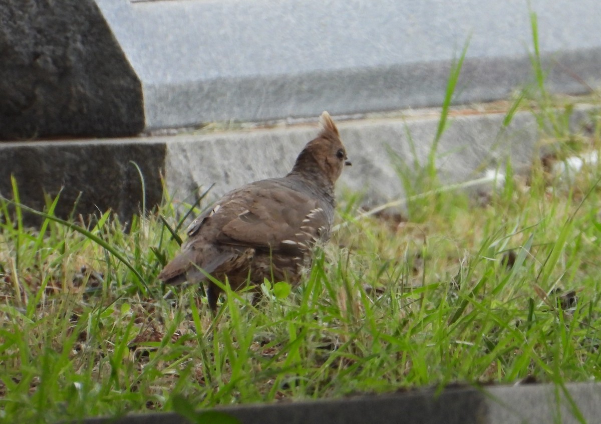 Scaled Quail - ML639423061