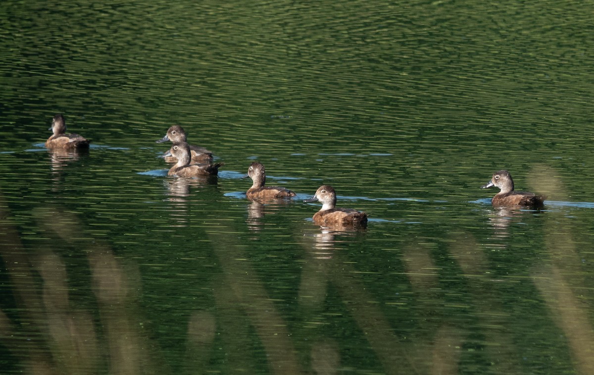 Ring-necked Duck - ML639423062